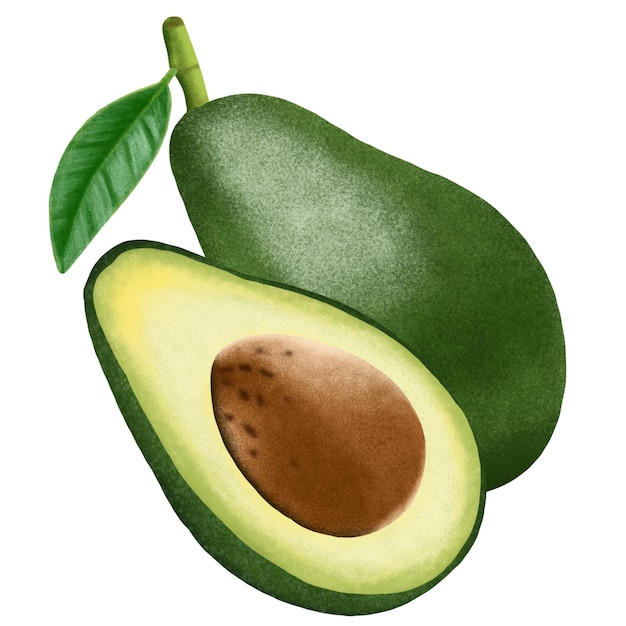 illustrazione del frutto di avocado