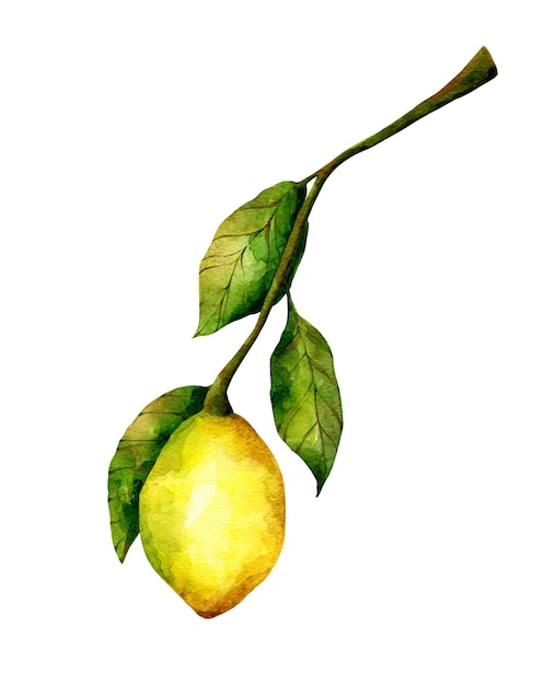 Illustrazione del ramo di limone dell'acquerello Limone isolato su sfondo bianco Frutta agrumi clipart