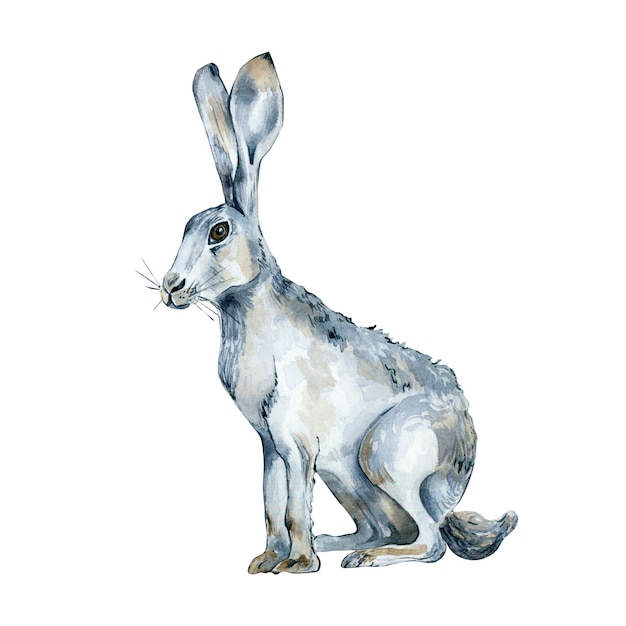 Illustrazione dell'acquerello animale bianco della lepre seduta isolato su priorità bassa bianca