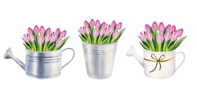 Illustrazione dell'acquerello dei fiori di tulipano rosa primaverile in backet metallico