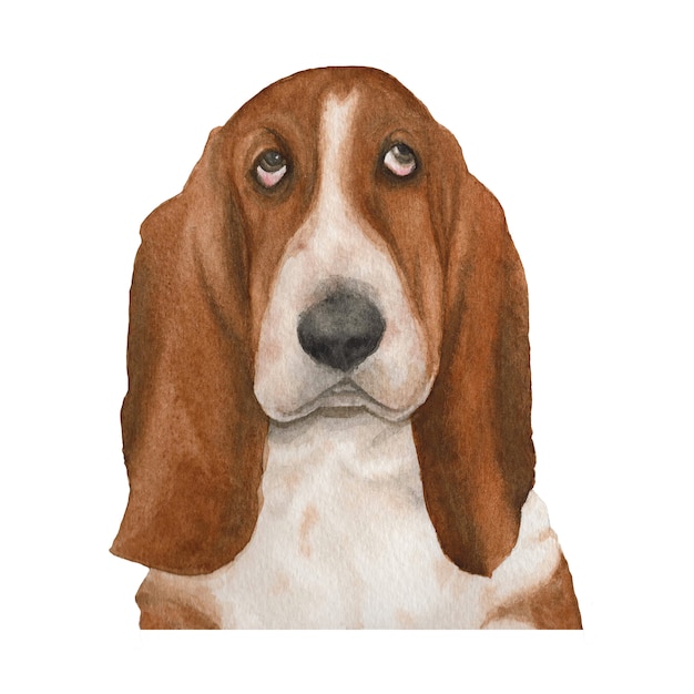 Illustrazione dell'acquerello del cane di basset hound