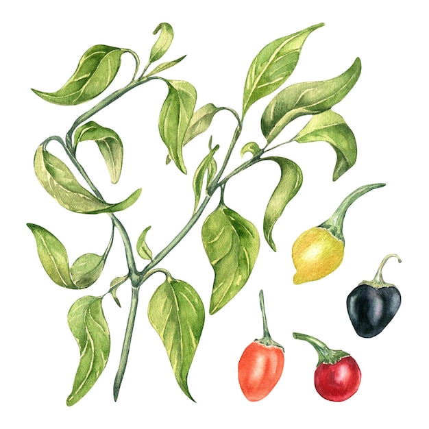 Illustrazione dell'acquerello del cespuglio di peperoncino isolato su priorità bassa bianca