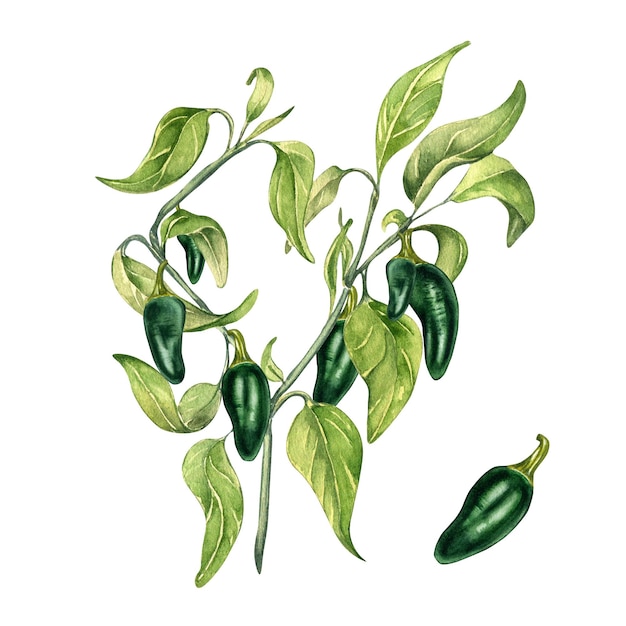 Illustrazione dell'acquerello del cespuglio di peperoncino verde Jalapeno isolato su priorità bassa bianca