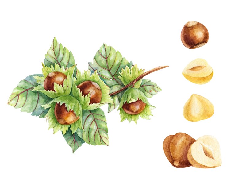 Illustrazione dell'acquerello del ramo di nocciola con semi isolati su bianco