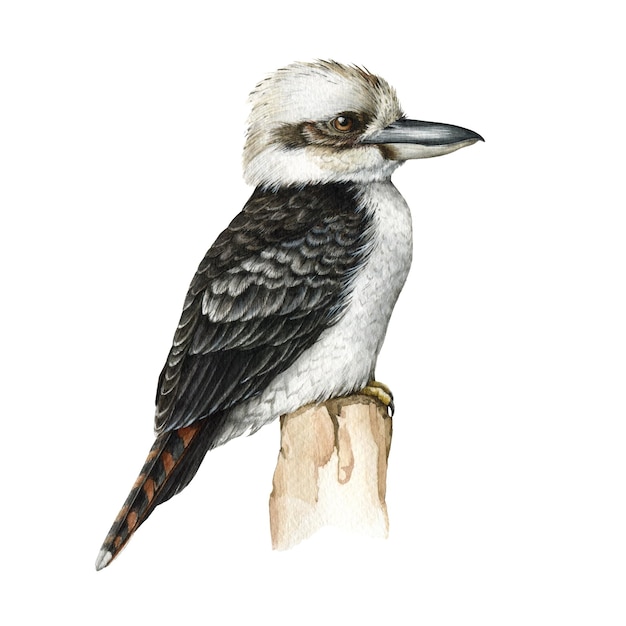 Illustrazione dell'acquerello dell'uccello di Kookaburra Realistico martin pescatore australiano disegnato a mano