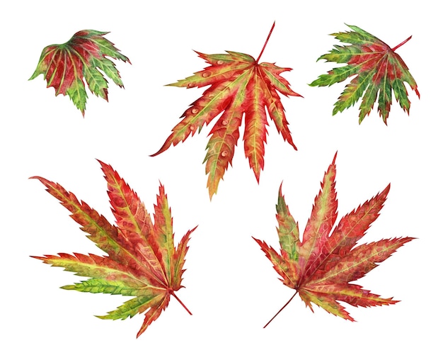 Illustrazione dell'acquerello delle foglie di acero giapponese di autunno