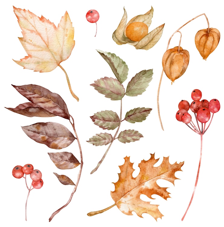 Foto illustrazione dell'acquerello di foglie autunnali, bacche e physalis isolato su sfondo bianco. clipart di caduta.