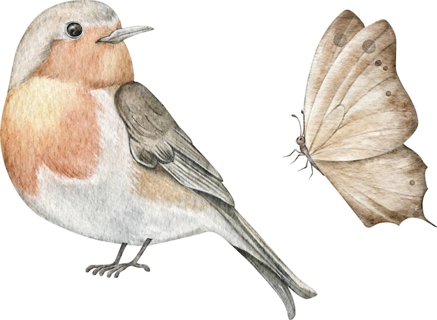 Illustrazione dell'acquerello di uccelli e farfalle pettirosso Bellissimo uccello canoro Erithacus rubecula