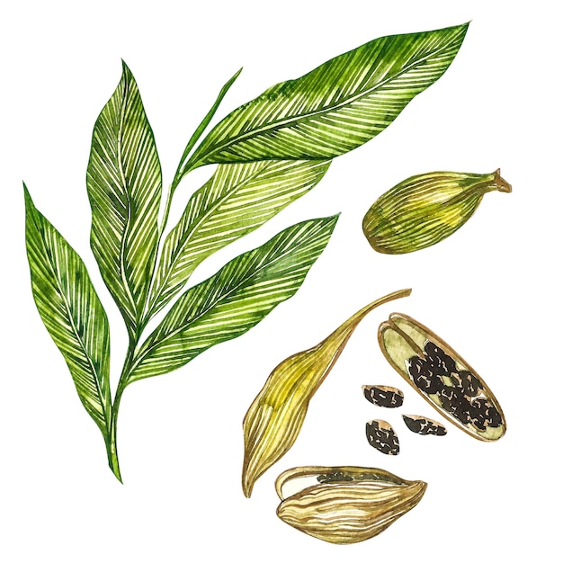 Illustrazione dell'acquerello disegnato a mano della pianta del cardamomo della spezia.