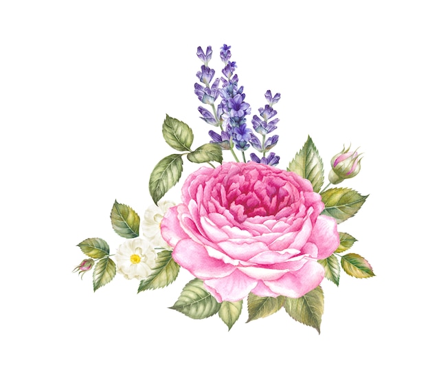 Illustrazione dell'acquerello rosa in fiore.