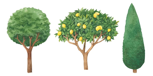 Illustrazione dell'albero dell'acquerello in vaso Cipresso albero di limone Isolato uno sfondo bianco