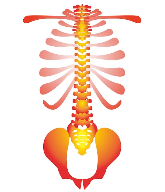 Illustrazione della colonna vertebrale umana su sfondo bianco
