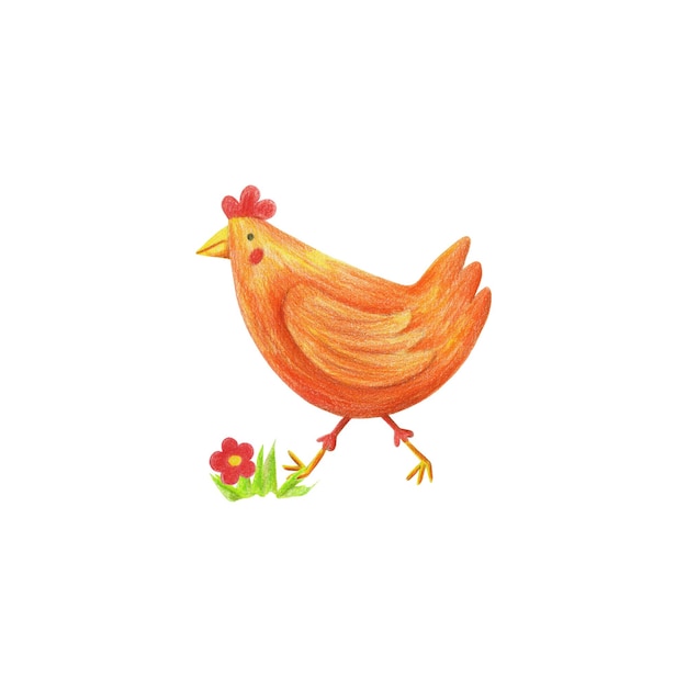 Illustrazione della gallina dello zenzero. Disegnato a mano con matite colorate pulcino arancione, fiore, carta di erba, poster