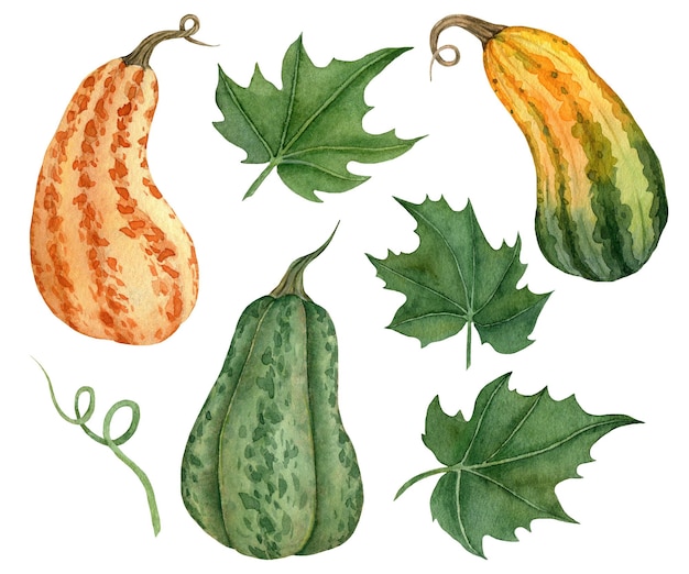 Illustrazione della zucca dell'acquerello isolata su sfondo bianco