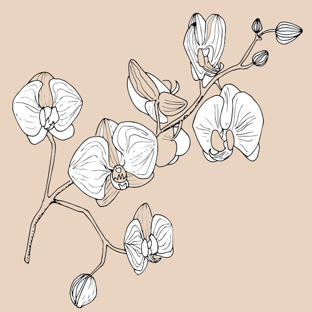 Illustrazione delle orchidee su un beige