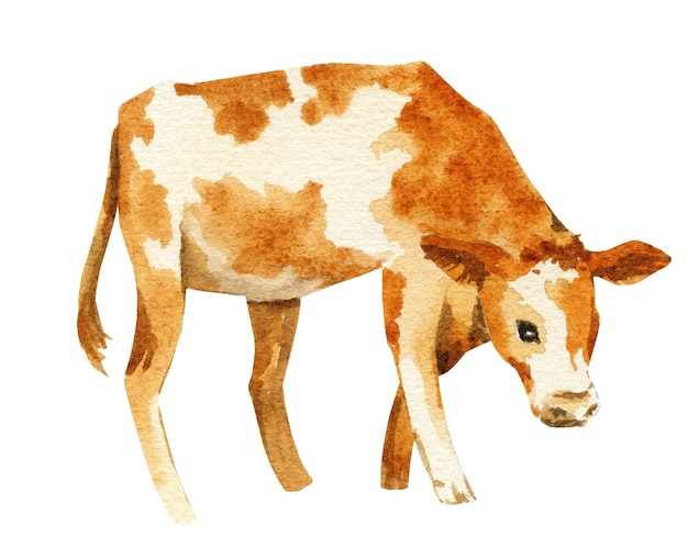 Illustrazione dello schizzo dell'acquerello del vitello di vitello marrone con macchie bianche animale da fattoria