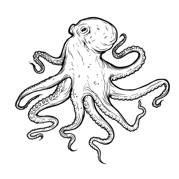 Illustrazione dettagliata del polpo