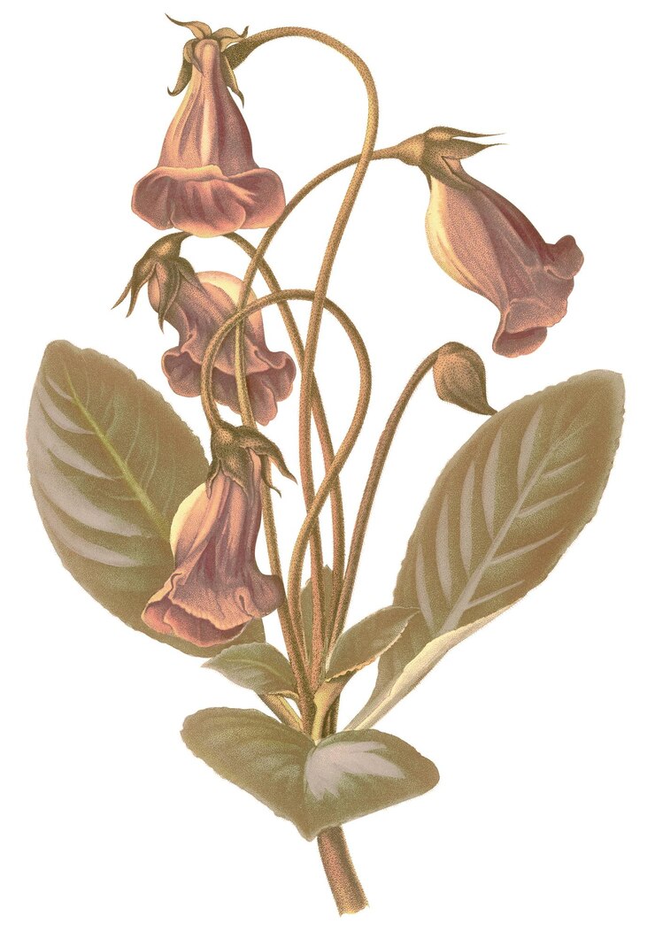Foto illustrazione di adesivi di fiori di gloxinia brasiliana remixata da opere d'arte di pubblico dominio