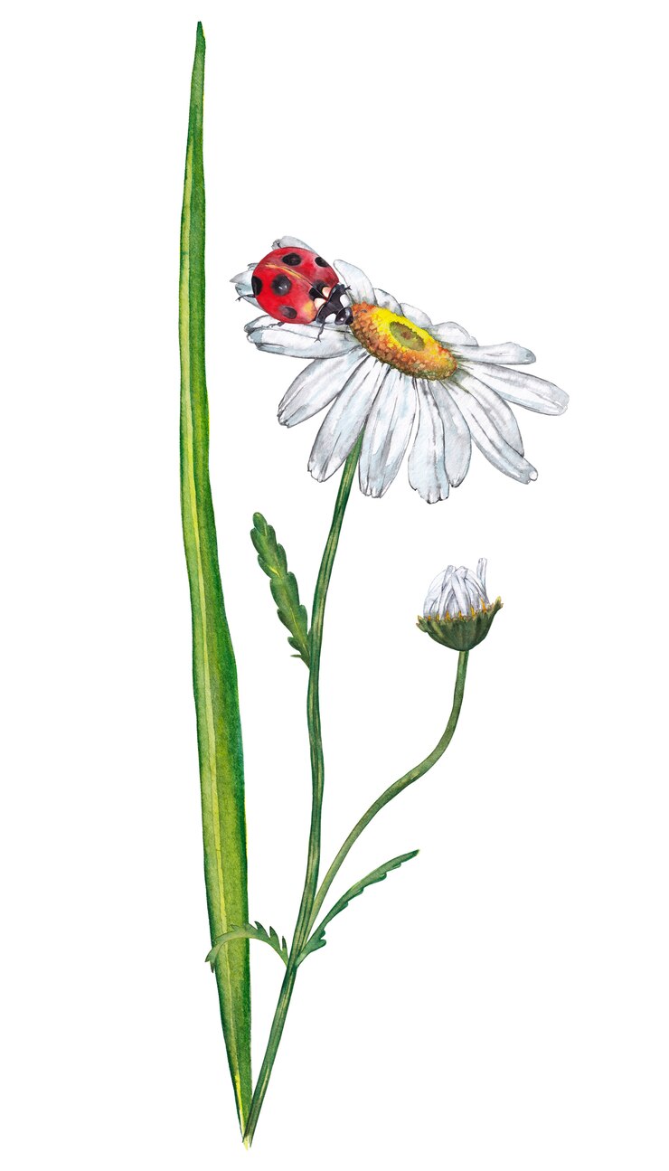 Illustrazione di erba verde realistica con camomilla e coccinella bianche. Pittura ad acquerello