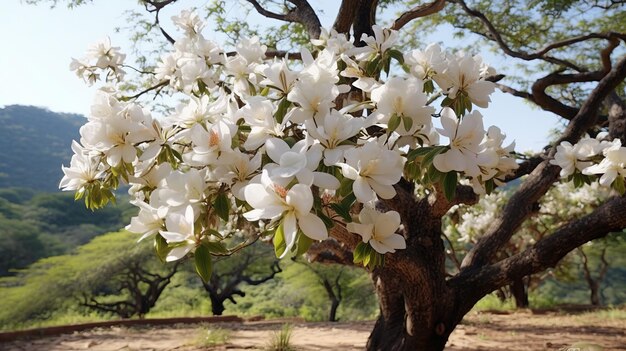 illustrazione di fiori di Bombax ceiba sullo sfondo bianco primaverile