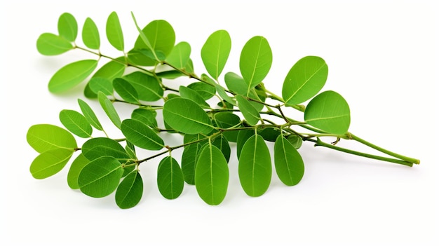 illustrazione di Herbal Moringa Oleifera o sonjna su sfondo bianco