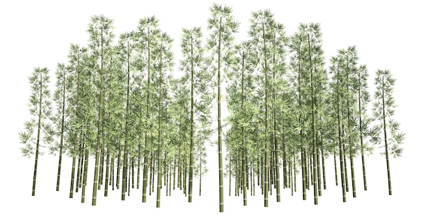 illustrazione di rendering 3d Foresta di bambù isolata su uno sfondo bianco