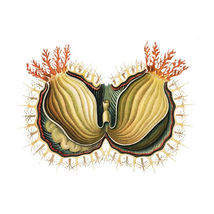 Foto illustrazione di tunica vintage trasparente png