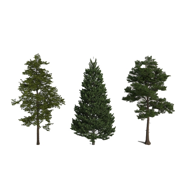 Illustrazione di un albero su sfondo bianco