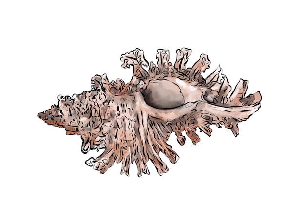 Illustrazione digitale dell'acquerello di conchiglie di vita marina marrone su sfondo bianco isolato