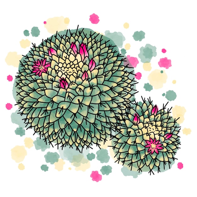 Illustrazione digitale disegnata a mano di cactus pianta succulenta