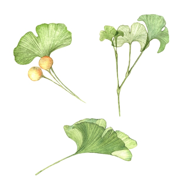 Illustrazione dipinta ad acquerello del ramo di Ginkgo Biloba con semi Foglie trasparenti isolate