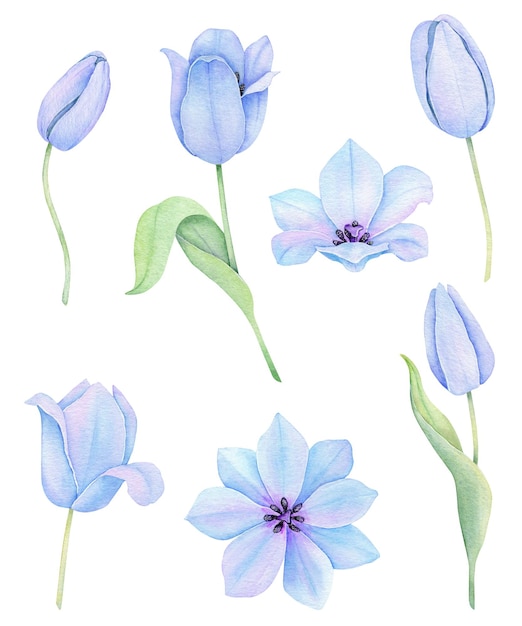 Illustrazione disegnata a mano dei fiori dell'insieme floreale della molla del tulipano blu dell'acquerello