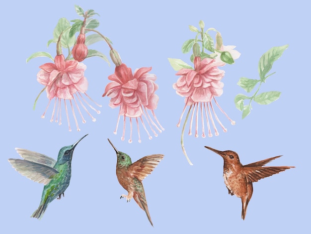 Illustrazione disegnata a mano dell'acquerello degli uccelli dei fiori fucsia e dei colibrì