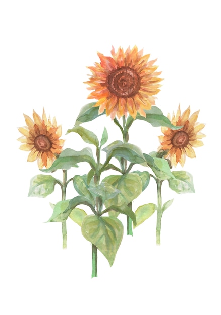 illustrazione disegnata a mano dell'acquerello dei girasoli della zucca dell'annata