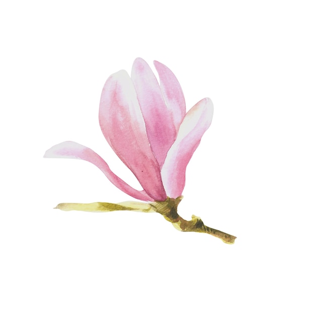 Illustrazione disegnata a mano dell'acquerello del fiore della magnolia isolata su fondo bianco