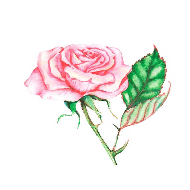 Illustrazione disegnata a mano dell'acquerello della rosa tenera rosa