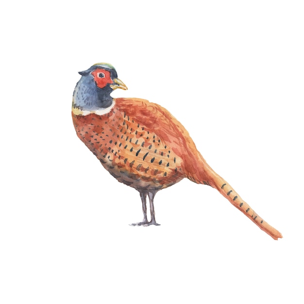Illustrazione disegnata a mano dell'acquerello delle piume di uccello del fagiano pernice