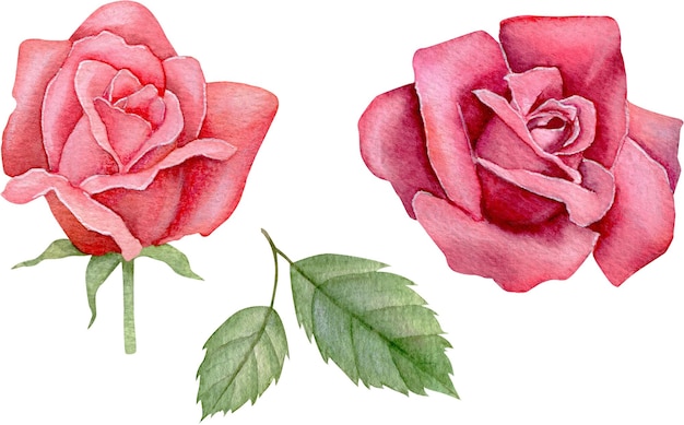 Illustrazione floreale disegnata a mano delle rose rosse dell'acquerello