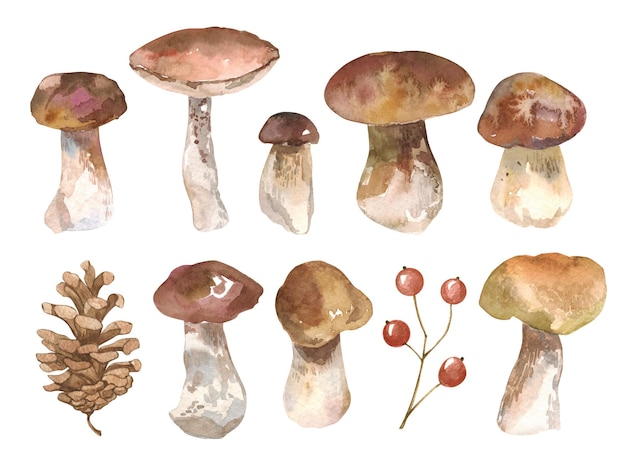 Illustrazione in acquerello della foresta autunnale con funghi cep, erba di libellula, foglie, mirtilli, muschio