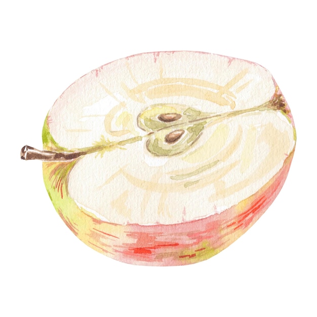 Illustrazione isolata di mezza mela rossa acquerello su sfondo bianco Frutta autunnale per il menu del logo