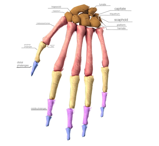 Illustrazione medica accurata 3d delle ossa della mano