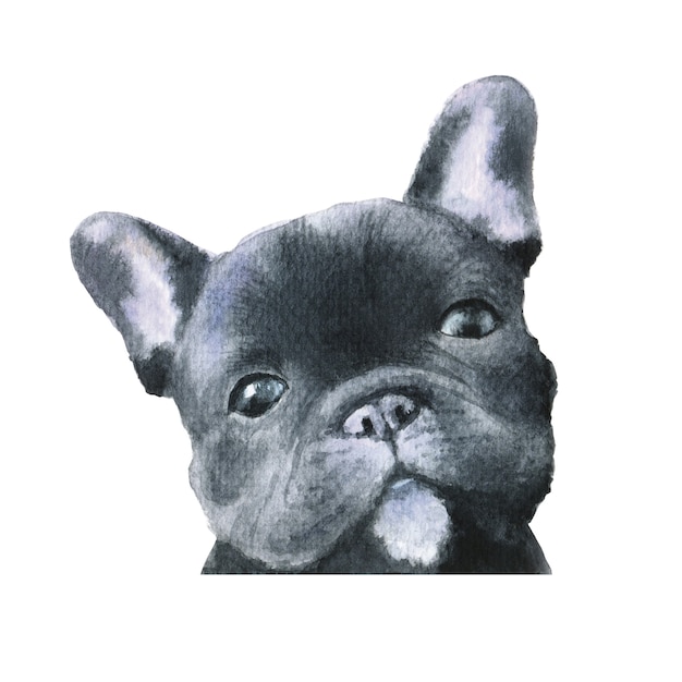 Illustrazione nera dell'acquerello del cane del bulldog francese
