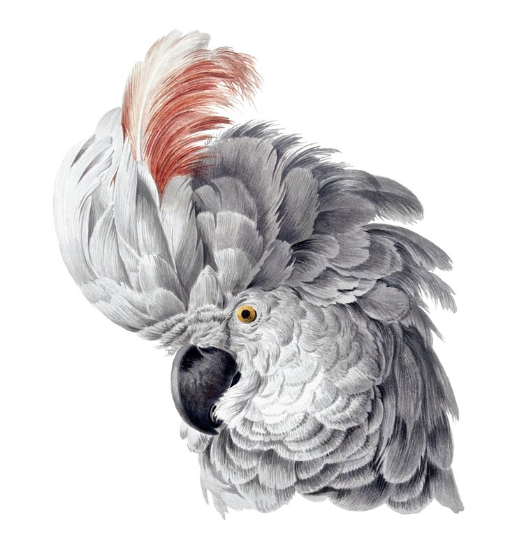 Foto illustrazione png di cockatoo remixata dalle opere d'arte di aert schouman