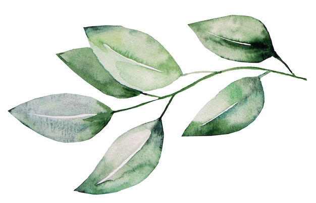 Illustrazione stabilita dell'illustrazione botanica delle foglie dell'acquerello isolata