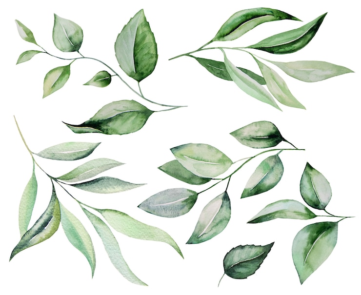 Foto illustrazione stabilita dell'illustrazione botanica delle foglie verdi dell'acquerello isolata