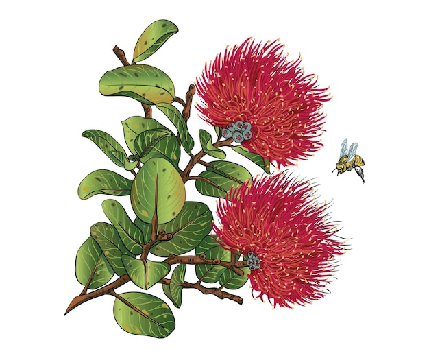 illustrazione vettoriale di lehua ohia