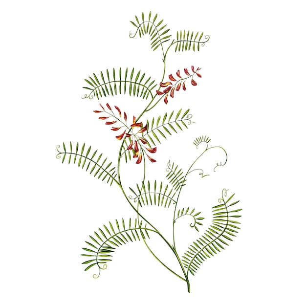 Illustrazioni dell'acquerello della veccia trapuntata medicinali dei Wildflowers. Fiore isolato, pianta di erbario. Accurata illustrazione botanica.