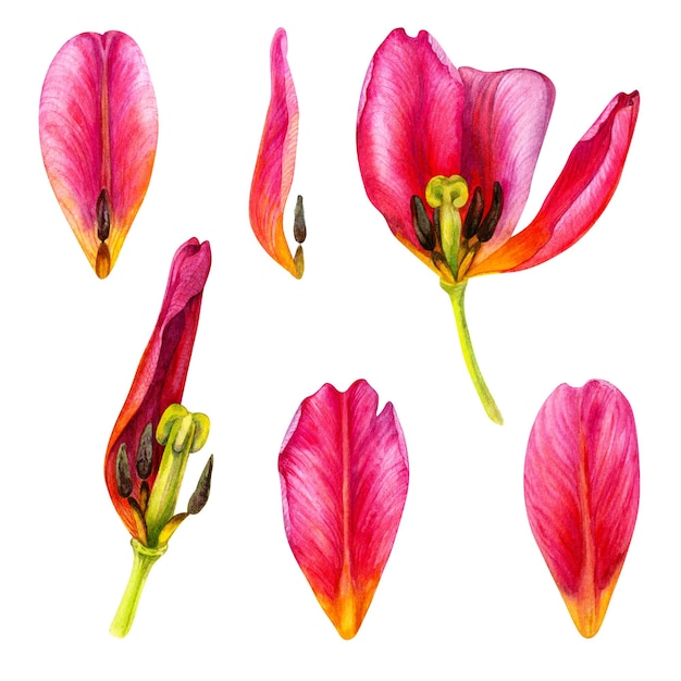 Illustrazioni floreali disegnate a mano ad acquerello di tulipani rosa brillante