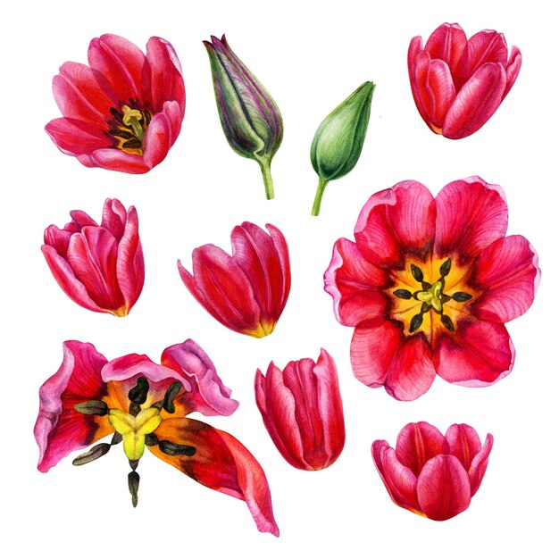 Illustrazioni floreali disegnate a mano ad acquerello di tulipani rosa brillante