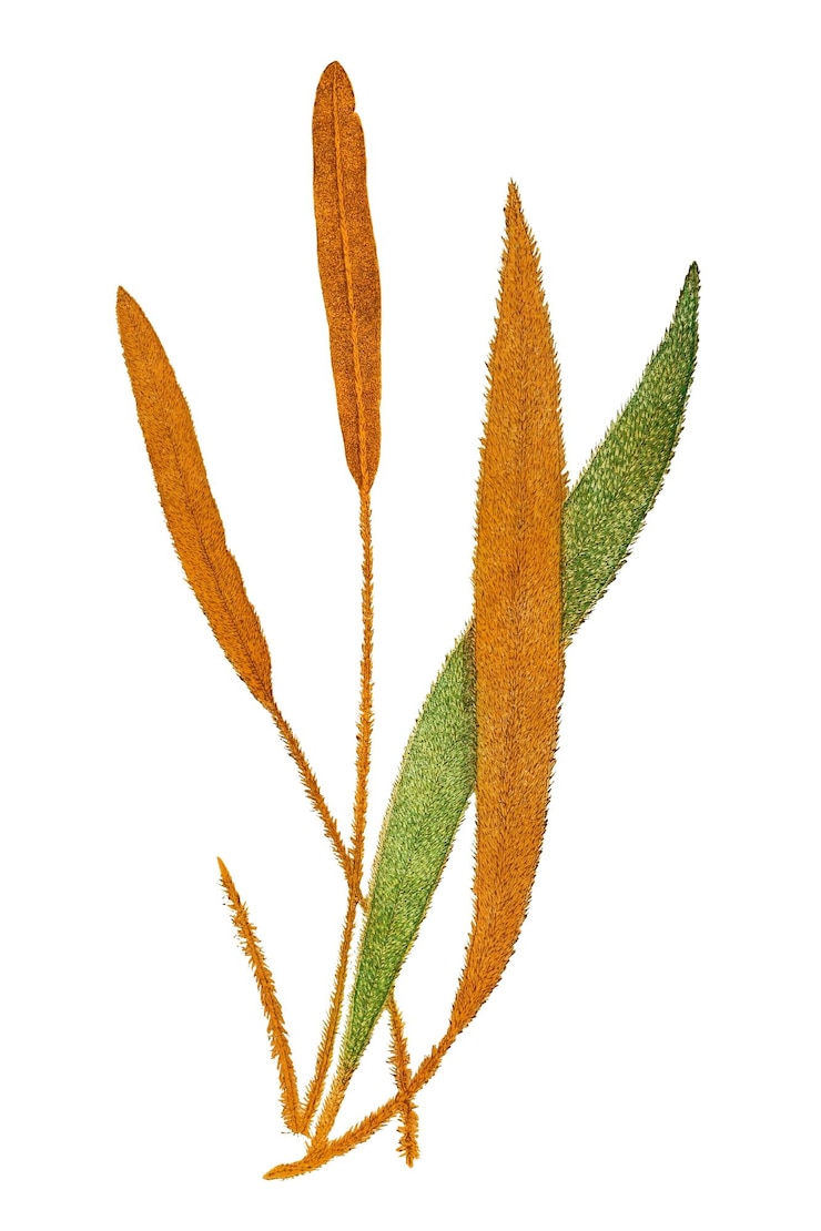 Photo ilustrasi daun pakis acrostichum cuspidatum png transparan